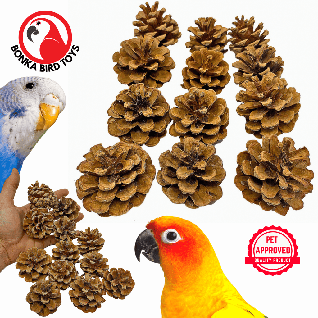 3284 Pk12 Natural Pinecones