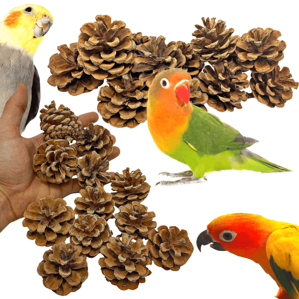 3284 Pk12 Natural Pinecones