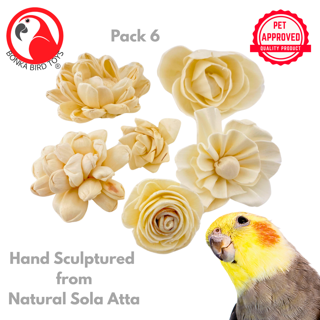 3604 Pk6 Assorted Sola Flowers
