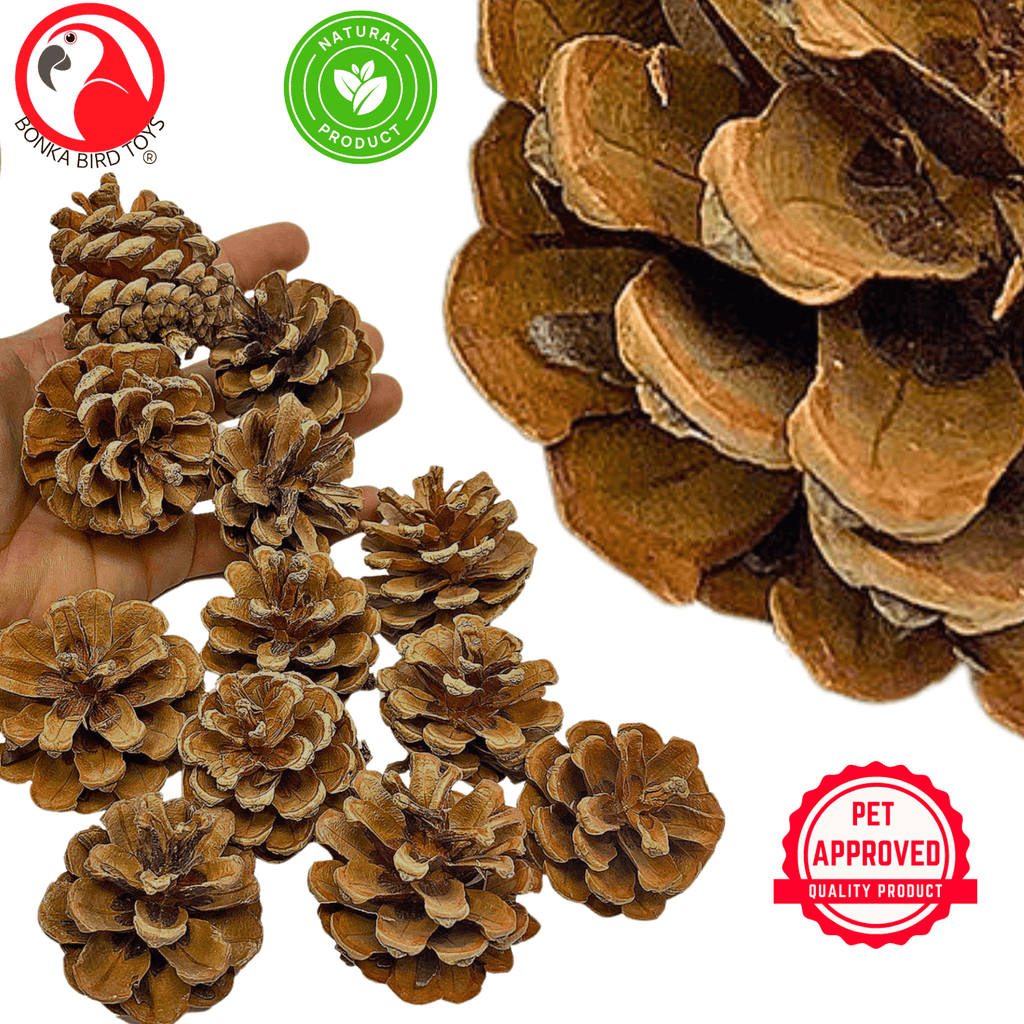 3284 Pk12 Natural Pinecones
