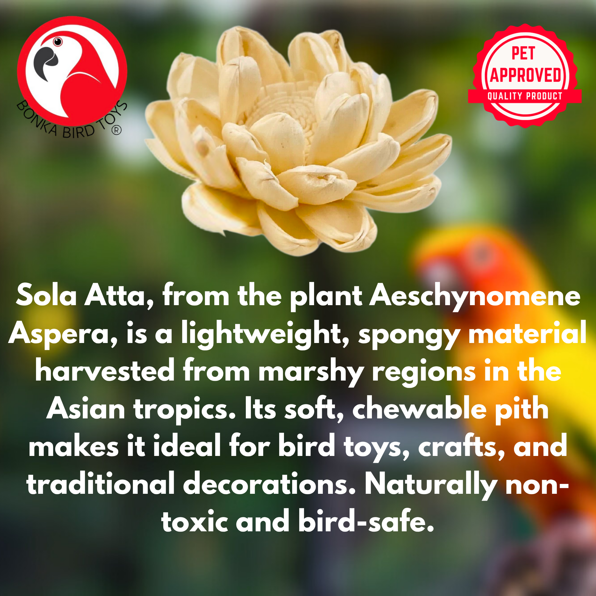 3604 Pk6 Assorted Sola Flowers